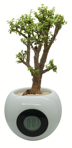 TH-2711 כלי קרמיקה מעוצב עם שעון דיגיטלי מובנה